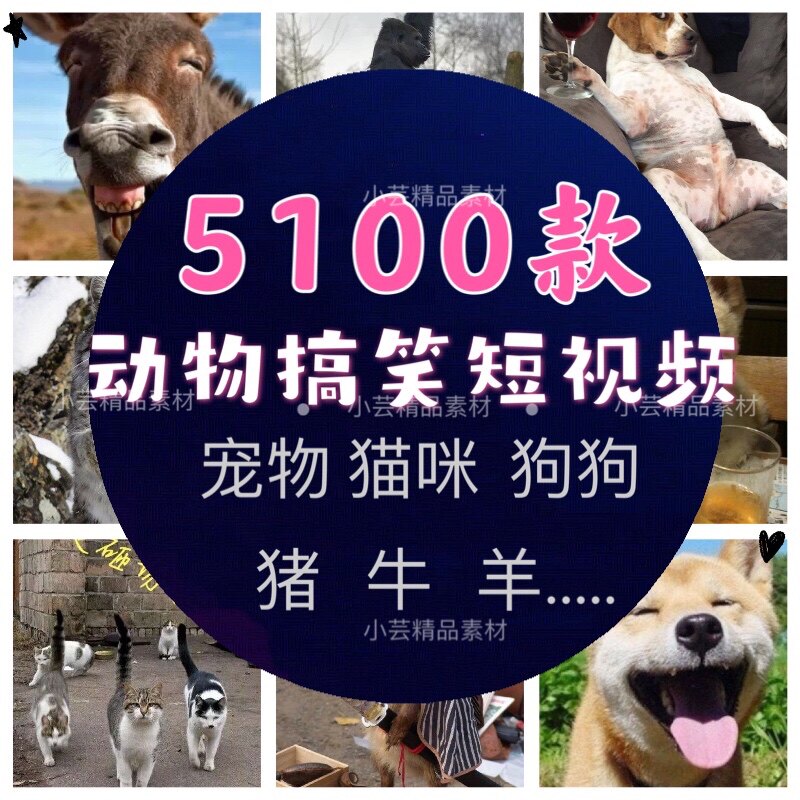 搞笑幽默动物宠物短视频素材大全可爱猫咪狗狗牛羊猪爆笑呆萌高清