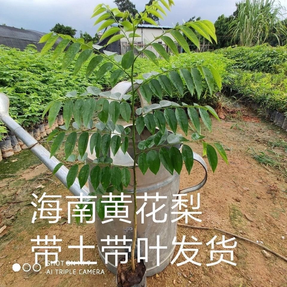 名贵苗木 正宗黄花梨树苗 海南黄花梨树苗大量 海南沉香 降香树苗
