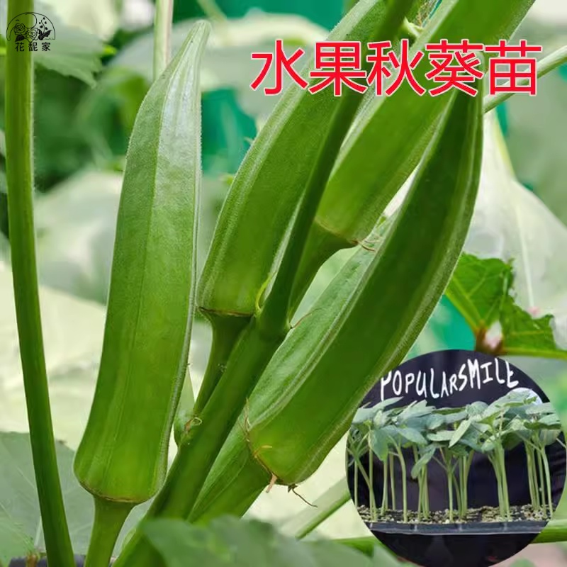 黄秋葵苗水果秋葵秧苗家庭阳台种植春夏四季播绿植物盆栽蔬菜苗孑