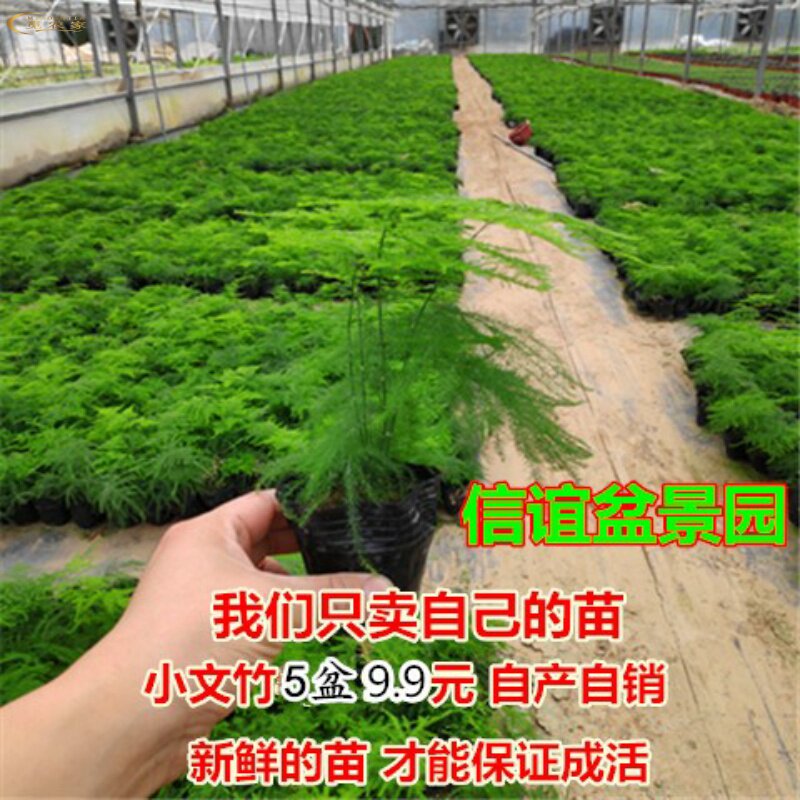 大文竹苗.小文竹盆景,办公桌面仿真花/假花