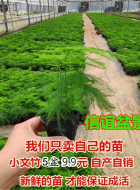 大文竹苗.小文竹盆景,办公桌面小盆栽绿植盆栽.吸收甲醛净化空气