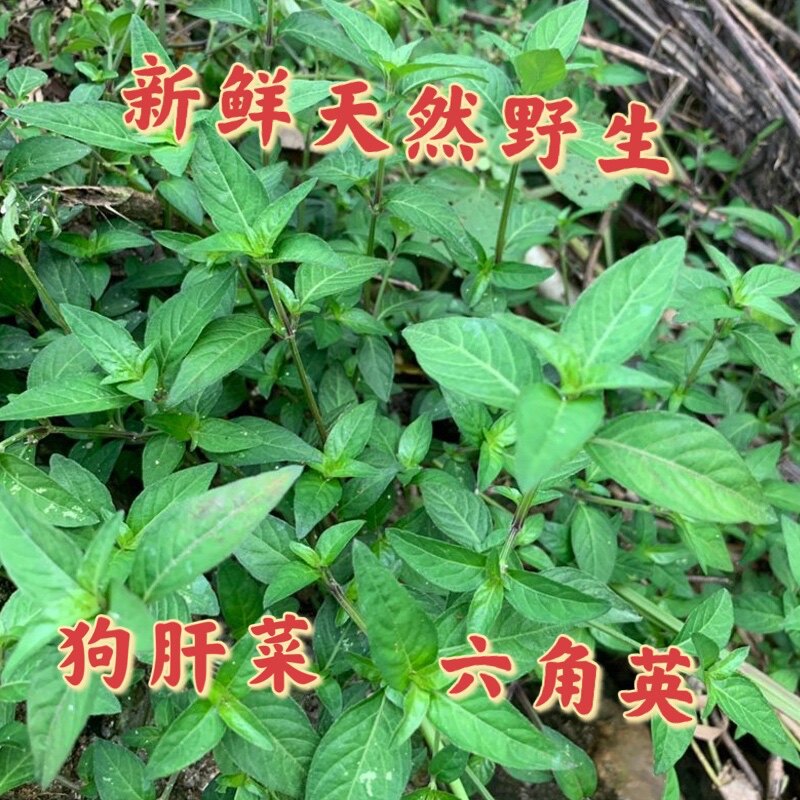新鲜狗肝菜潮汕乌面草食用中草药六角英野红蓝路边青九干一斤包邮