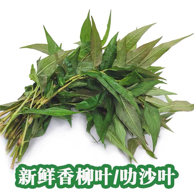 新鲜拉莎叶拉沙叶新鲜香柳叶叻沙叶鱼生草Kesum Leaave辣蓼喇500g