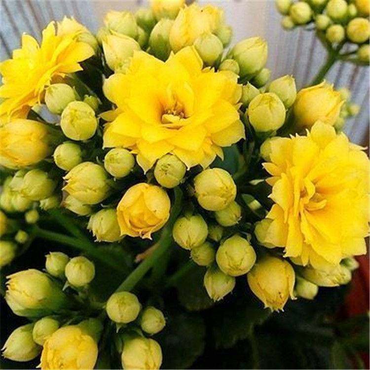 长寿花宫灯花盆栽重瓣大花带花苞新品种花卉观花植物室内四季开花,鲜花速递/花卉仿真/绿植园艺,时令草本花卉,淘宝优惠券,粉丝福利购,淘宝优惠卷