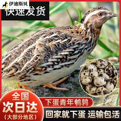 鹌鹑活鸟活苗宠物鸡繁殖下蛋家养宠物阳台可下蛋