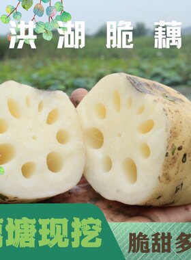 洪湖新鲜现挖脆白嫩甜水果新花莲菜即食清炒凉拌