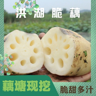 洪湖新鲜现挖脆白嫩甜水果新花莲菜即食清炒凉拌