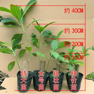 南非叶干叶茶 南非叶 南非叶树苗食用正宗马来西亚将军叶