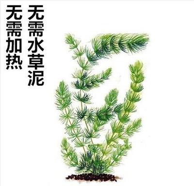 孔雀鱼专用水草放在小鱼缸里植物活净化水质布景真装饰造景金鱼藻