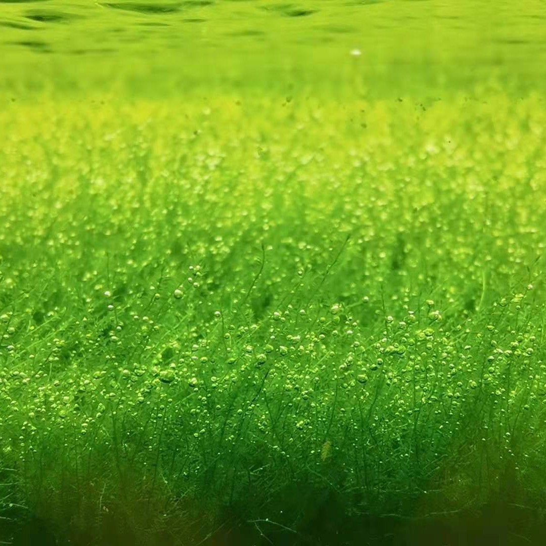 Sbike 识百客动植物商品速查