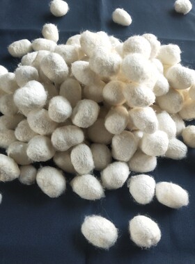 天然双宫蚕茧蚕茧做蚕丝被原料