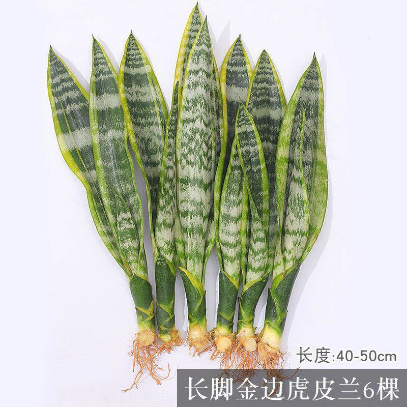 除甲醛金边虎皮兰新房吸甲醛植物防辐射四季室内绿植花盆栽虎尾兰