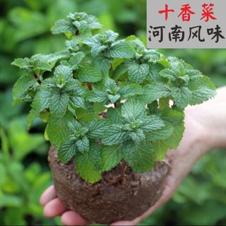 河南老家小叶大叶食用十香菜蒜汁捞面条香草植物薄荷驱蚊提神醒脑