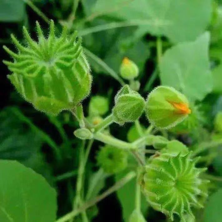 新鲜磨盘草茼麻挨砻地金花