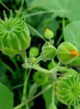 新鲜磨盘草茼麻草耳响草挨砻地堵金花草磨挡帽笼子牛姑四米研仔盾