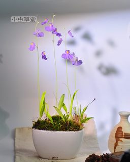 长叶狸藻附生大花食虫植物盆栽小虫草堂绿植兰花室内大型阴挖耳草