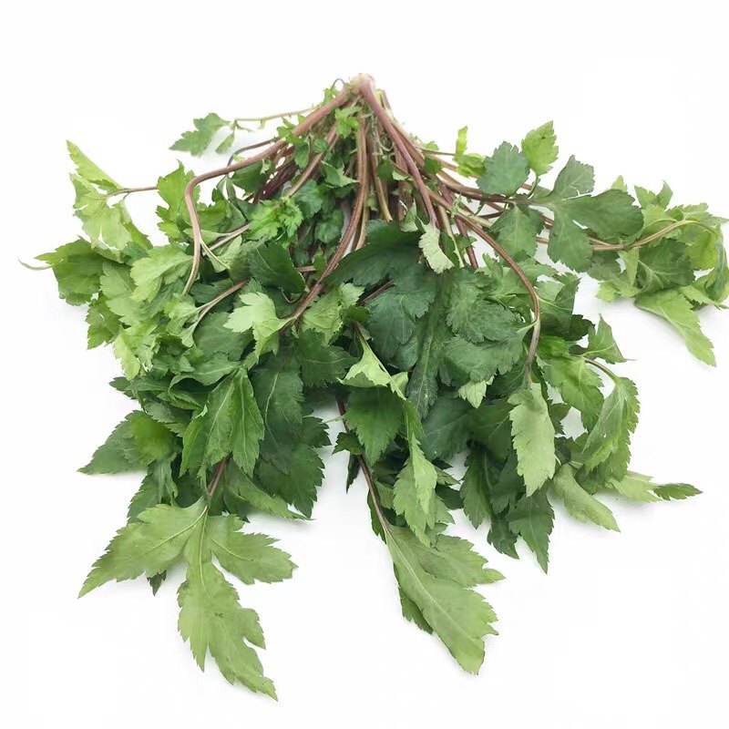 新鲜珍珠菜500g红根草狼尾花珍珠花菜田螺菜扯根菜虎尾当归苗