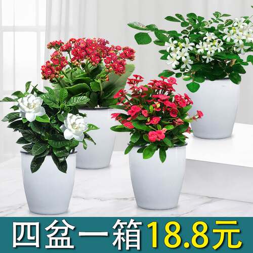 绿萝盆栽室内水培水养绿植发财树懒人盆栀子花卉植物富贵竹多肉盆