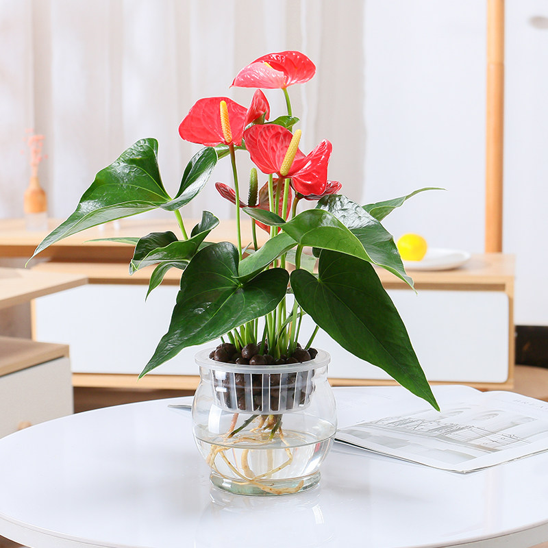 水培红掌盆栽白掌绿萝植物室内花卉四季开花一帆风顺鸿运当头绿植