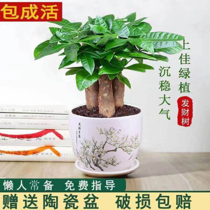 发财树盆栽植物室内客厅绿植小盆景四季常青办公室招财小盆栽花卉