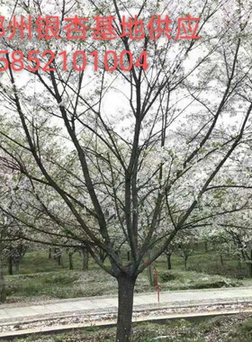 工程苗樱花树苗日本樱花树苗嫁接樱花小苗盆栽庭院绿化园林风景树