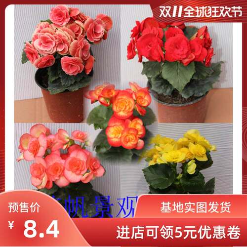 盆栽花卉 丽格海棠 玫瑰海棠 四季海棠花苗重瓣带花发货包邮