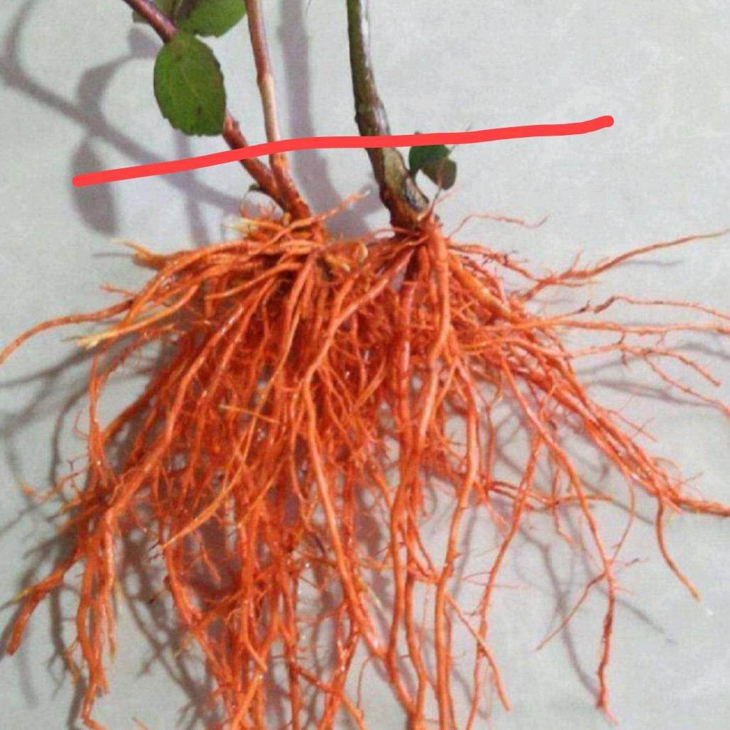 红根野蚕豆根 500g