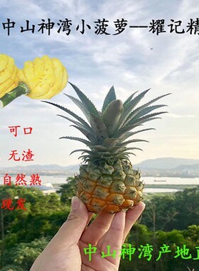 中山特产神湾菠萝净重3斤/箱新鲜水果产地直发香甜多汁品质保证