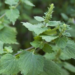 野生山草药 落马衣 抹草 广防风 野生新鲜500克