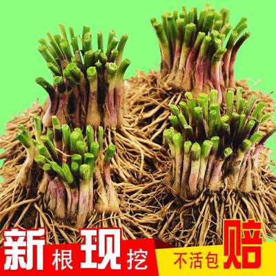 地头直发韭菜根 大叶韭菜根苗 紫根宽叶韭菜根批专用