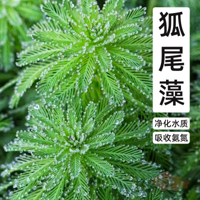 狐尾藻水草狐尾草河道绿化净化水质鱼缸鱼塘河塘造景四季水生植物