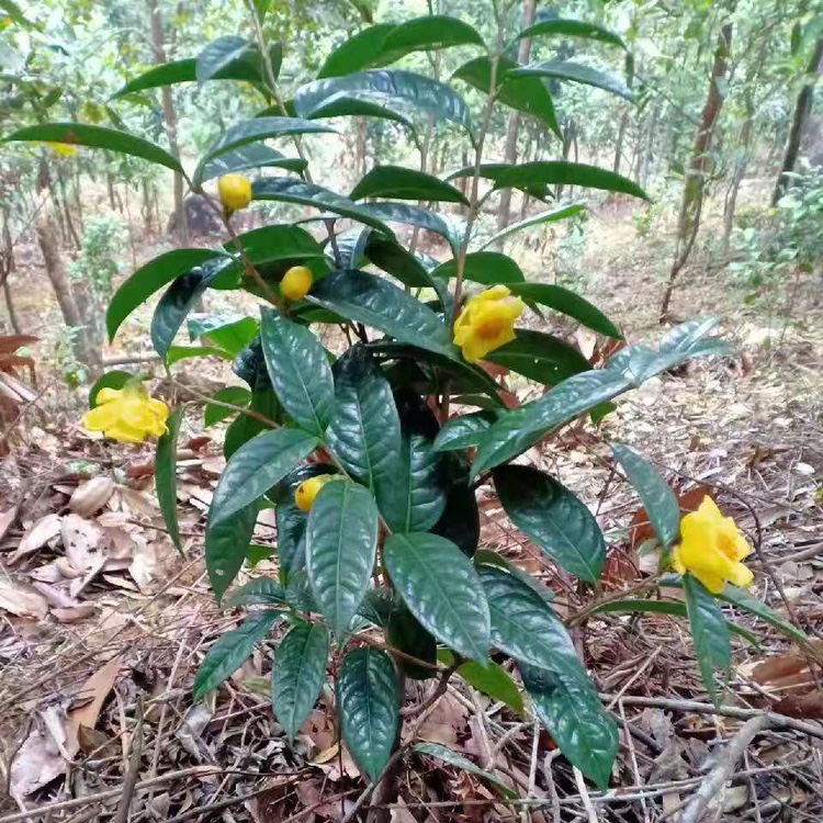 防普金花茶，上杯一年，每棵都带花蕾 鲜花速递/花卉仿真/绿植园艺 观叶 /花灌木 原图主图