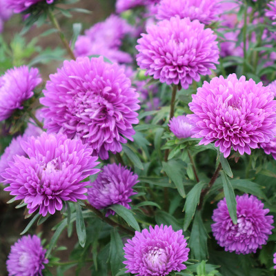 八月菊翠菊花红粉种子蓝江西腊四季种易活室外庭院花卉籽开花不断