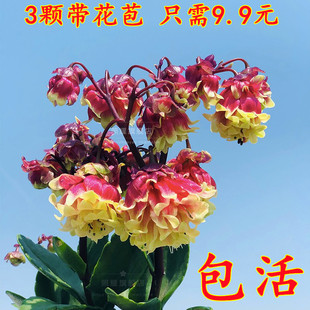 宫灯长寿花盆栽苗灯笼花倒挂金钟室内阳台垂吊长寿花卉包邮带花苞