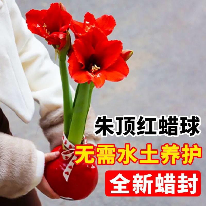 朱顶红蜡球精品重瓣种球进口蜡封无需水土养护懒人好养活新年礼物 鲜花速递/花卉仿真/绿植园艺 绣球/木绣球/木本植物 原图主图