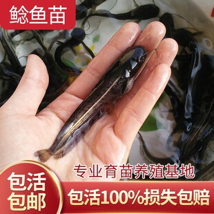 大口鲶鱼苗南方大口鲶鱼苗河鲶鱼苗土鲶鱼苗六须鲶鱼苗可过冬养殖