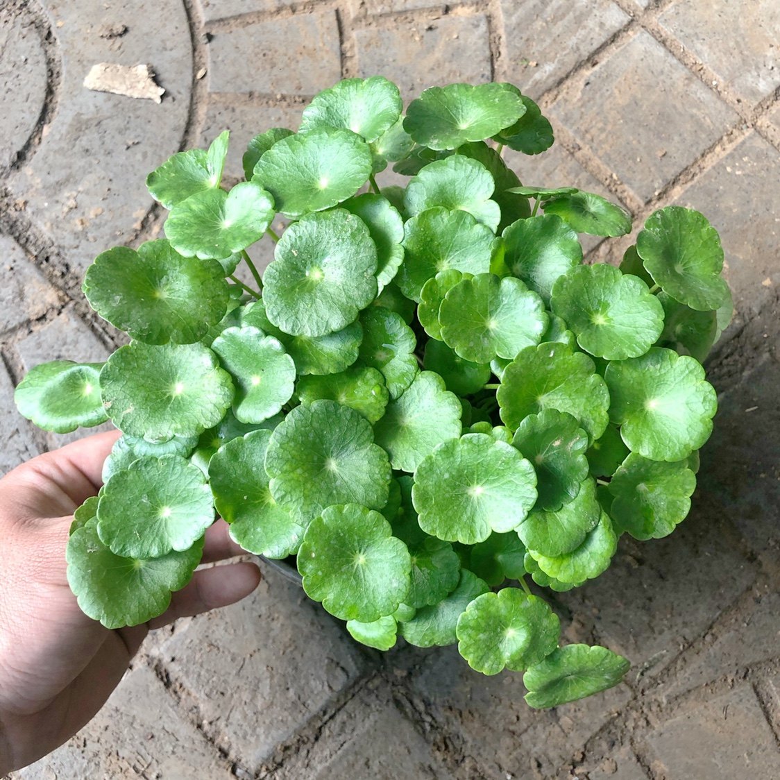 带叶铜钱草水培植物室内招财盆栽客厅桌面绿植花卉趣味转运金钱草