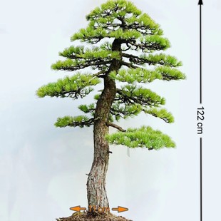 日本大阪松盆景那须三河黑松五针松老桩树桩进口矮霸别墅庭院摆放