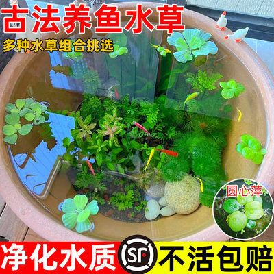 古法养鱼水草懒人净化水质植物造景套餐绿九冠绿菊浮萍生态原生缸