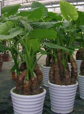 滴水观音绿色观叶植物办公室客厅大型绿植发财树盆栽花卉