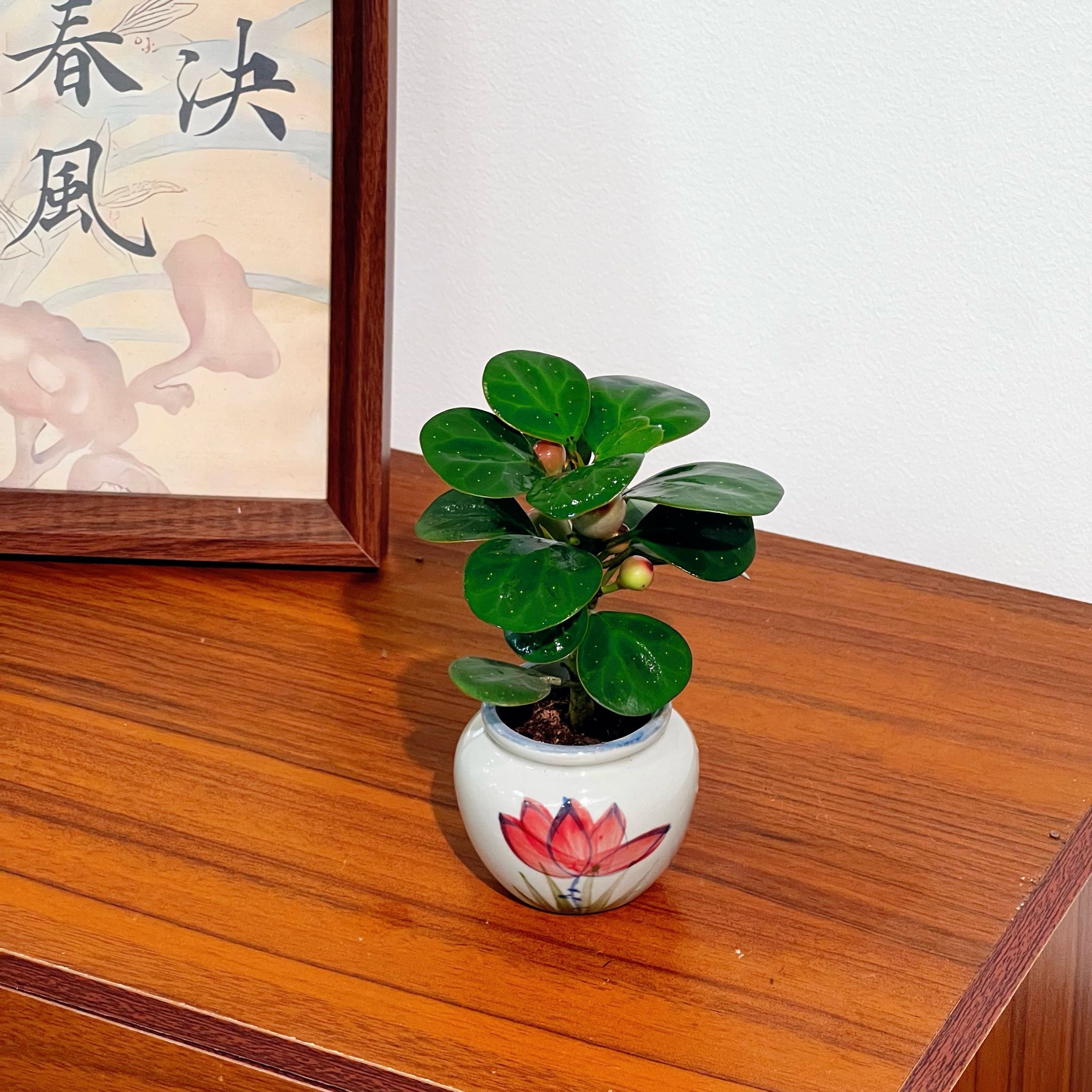 手绘荷花小菩提室内好养茶桌书桌办公桌美观易养绿植盆栽