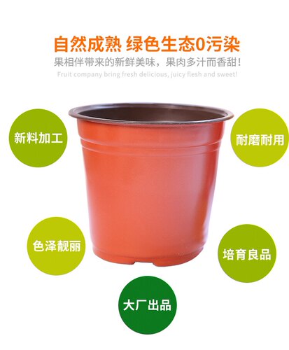 鱼菜共生系统扦插双色杯