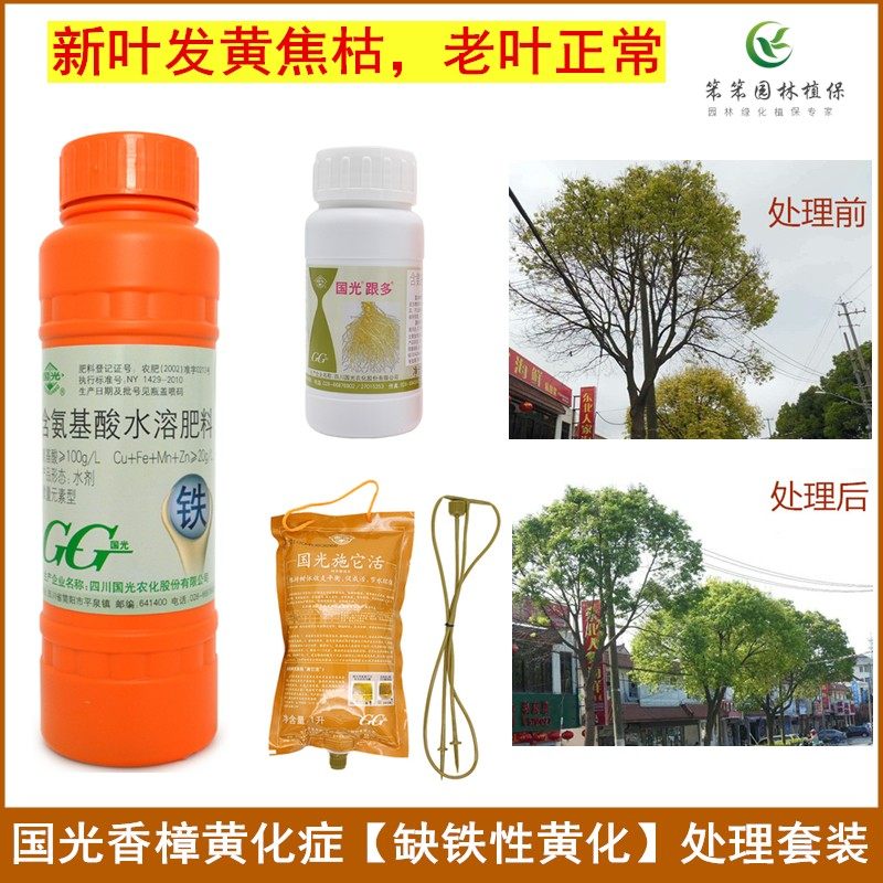 香樟树黄化病处理套餐 树干吊注,根部浇灌,叶片喷施相结合 黄叶