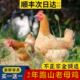 孟良崮高山林下散养老母鸡 买一送一到手两只