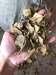 中药材武靴藤叶 500克包邮 匙羹藤叶 金刚藤叶 蛇天角 饭杓藤纯叶