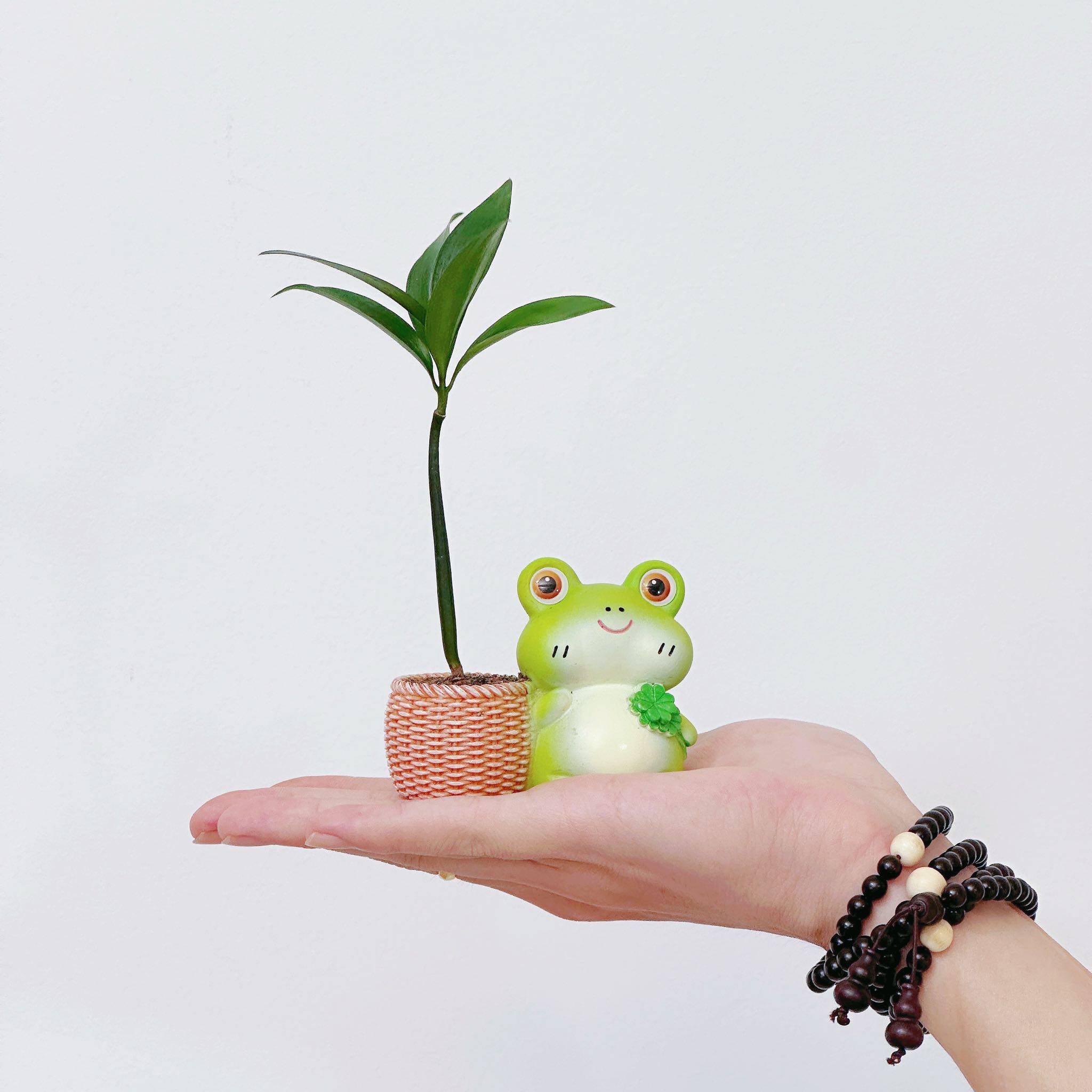 趣味可爱小蛙办公室桌面迷你绿植幸运竹柏摆件好养易活