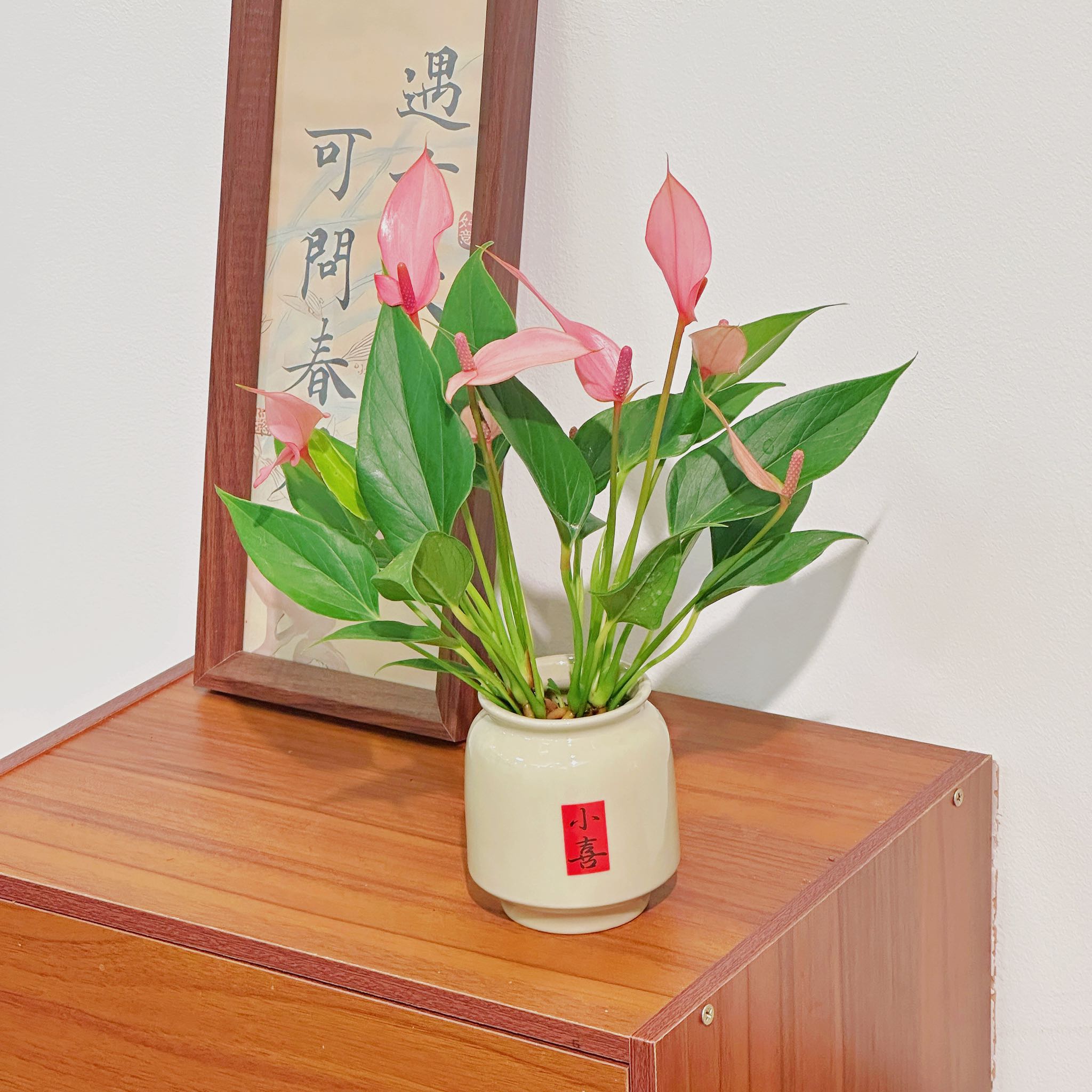 水培莉莉粉掌室内好养茶桌书桌办公桌绿植耐旱盆栽