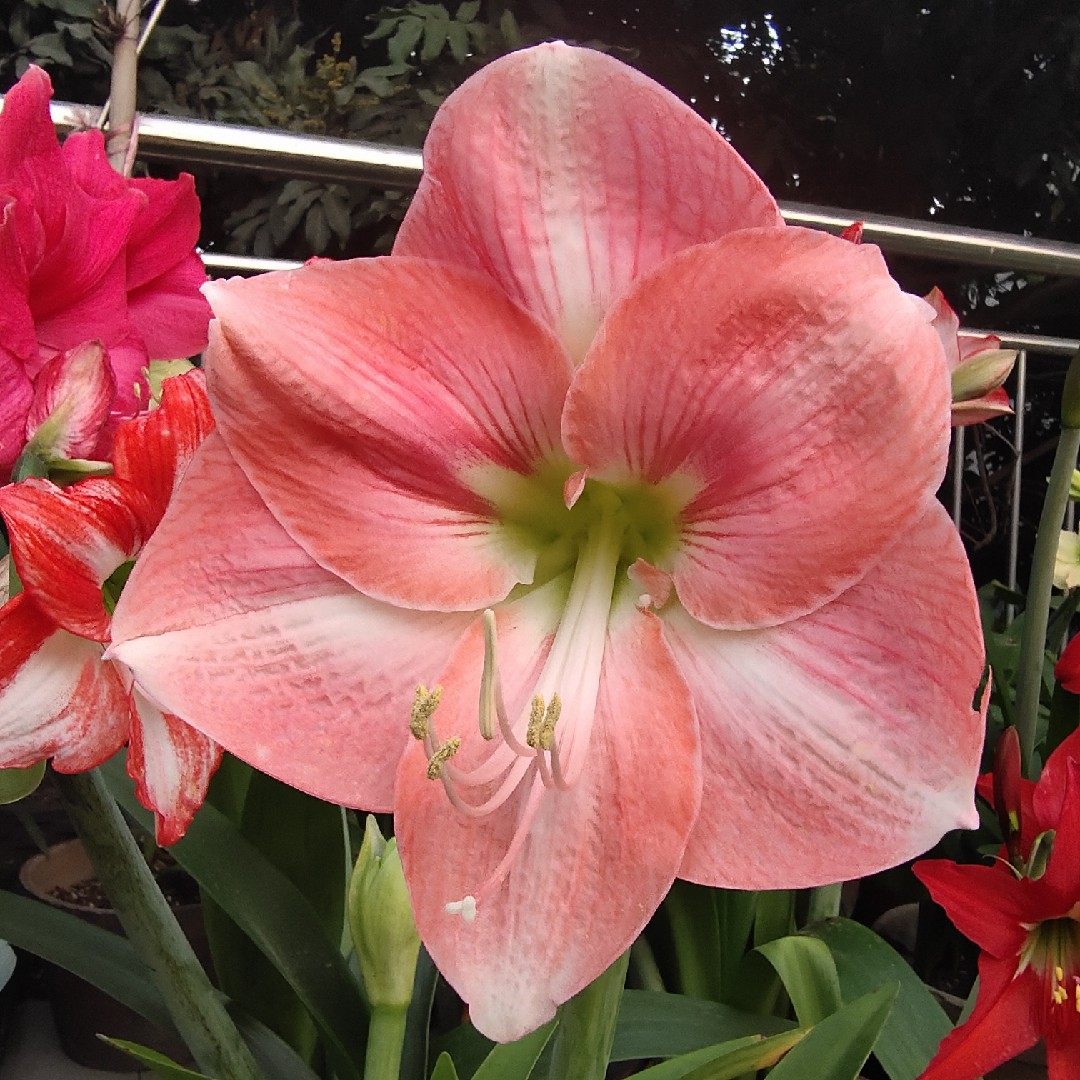 罗莎莉,进口朱顶红大花单瓣广东发货包对版带花箭