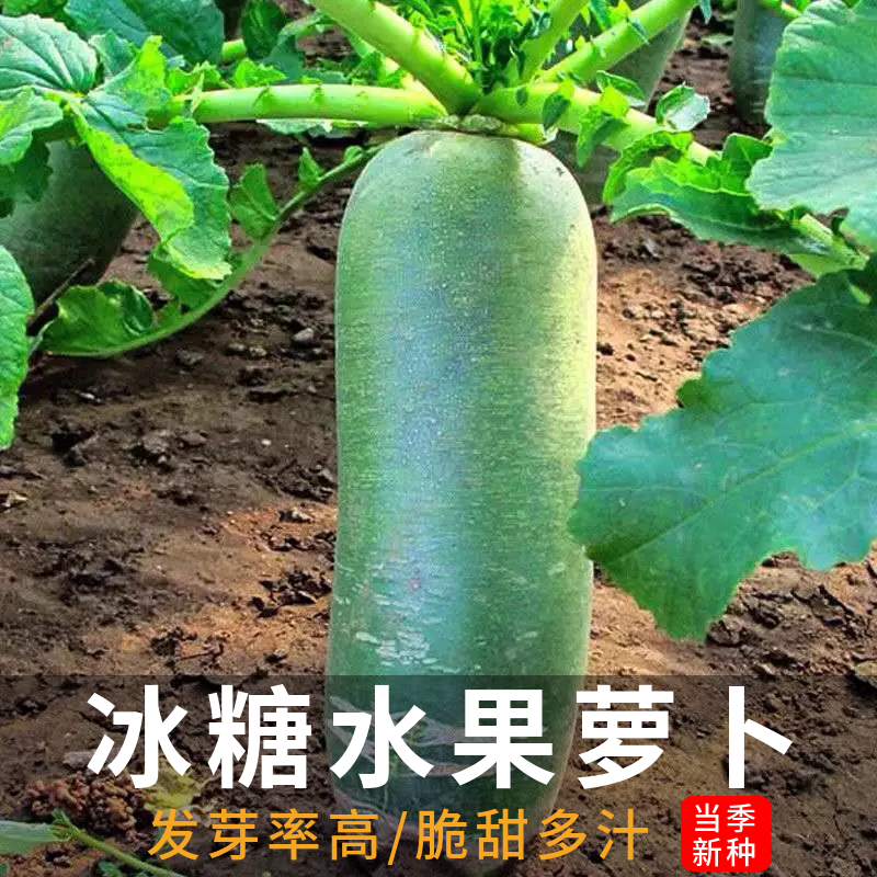 水果萝卜籽秋季山东天津脆甜潍县青四季潍坊沙窝萝卜种子蔬菜种子