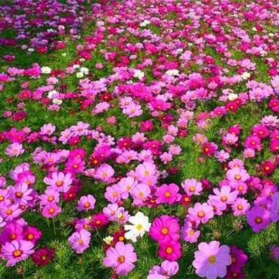 四季高杆矮秆波斯菊工程速生格桑花种子混色绿化种子野花种子包邮